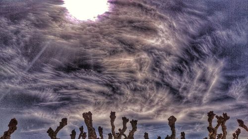 Low angle view of trees against sky