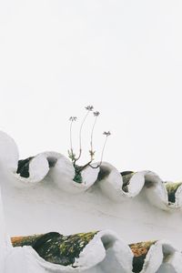 Close-up of snow on potted plant against white background