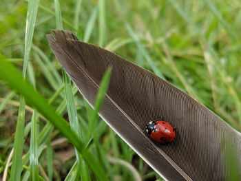 Lovely lady bug on a feather in the grass