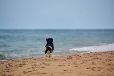 Lost dog walking on sandy beach and looking for owner, sea background. wet sad dog with collar