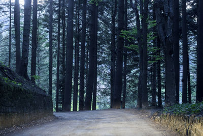 Walkway amidst trees in forest