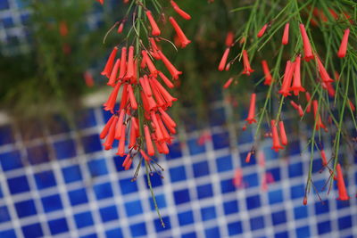 Close-up of red flowering plant against swimming pool