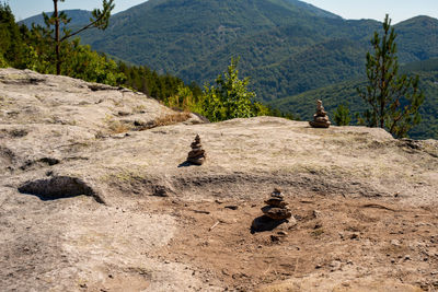 View of a reptile on a mountain