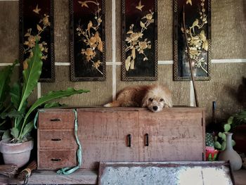 View of a dog sleeping on potted plant