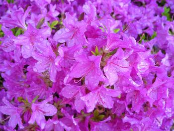 Full frame shot of purple flowers blooming outdoors