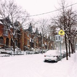 Snow covered trees in city