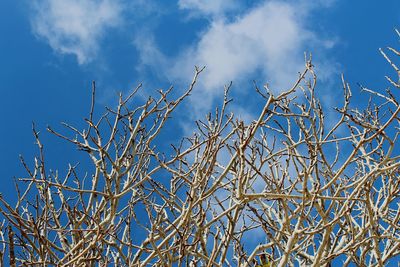 Low angle view of bare tree against blue sky