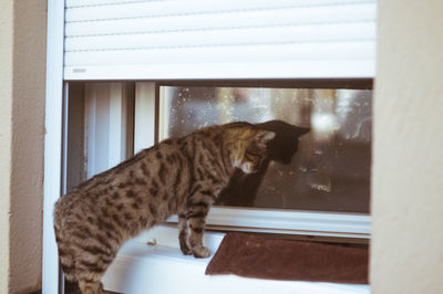 Cat sitting on window sill at home