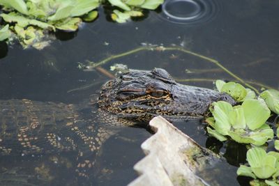 Close-up of baby alligator swimming in lake