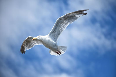 Low angle view of seagull flying