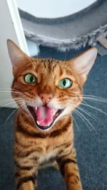 Close-up portrait of cat sitting