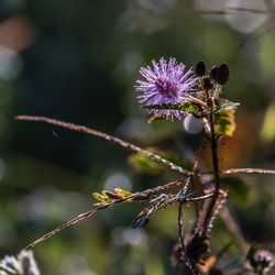 Close-up of honey bee on purple flowering plant