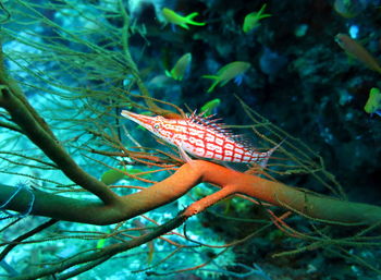 Close-up of butterfly on the sea