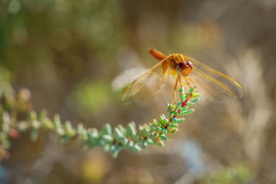 Close-up of insect on plant