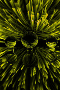 Full frame shot of succulent plant
