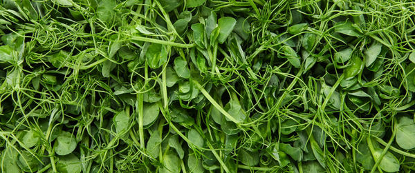 Full frame shot of fresh green leaves