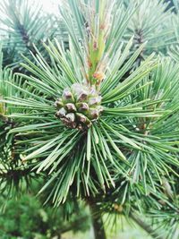 Close-up of pine tree