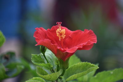 Close-up of red hibiscus flower