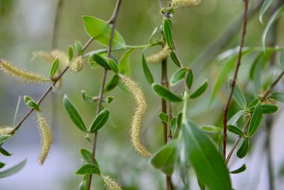 Close-up of plant