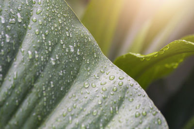 Close-up of water drops on leaf