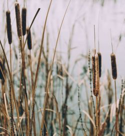 Close-up of stalks in field against sky
