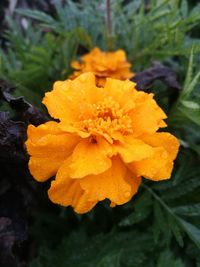 Close-up of water drops on yellow flower