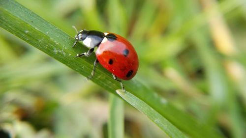 Close-up of ladybug on leaf