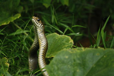 Rat snake mating