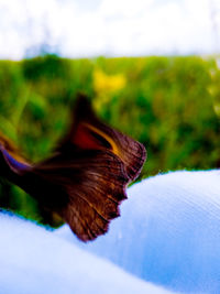 Close-up of turtle on field