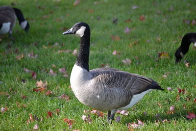 Duck on field