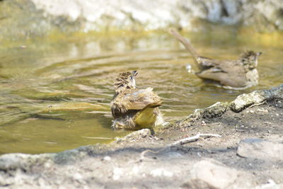Ducks swimming in lake
