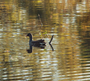 Ducks swimming in lake