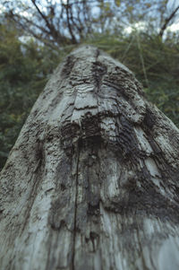 Close-up of tree trunk in forest