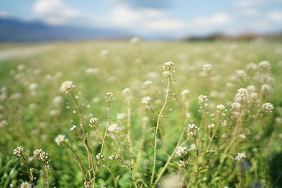 Close-up of flowering plant on field against sky