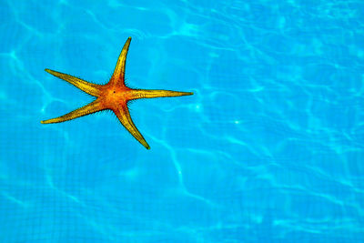 High angle view of toy in a swimming pool 