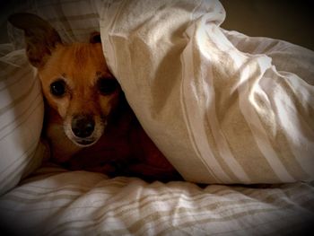 Close-up portrait of dog in bed at home