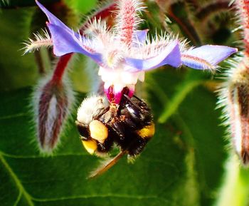 Close-up of insect on flower