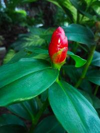 Close-up of strawberry on plant