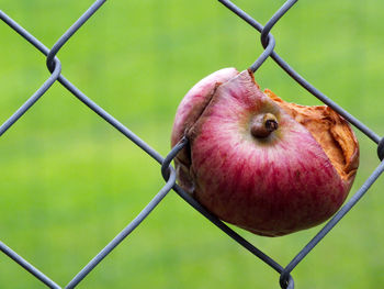Close-up of rotten apple on chainlink fence