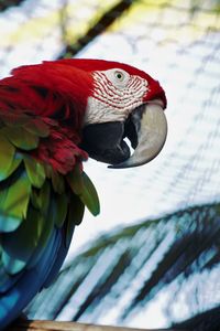 Close-up of parrot perching on red leaf