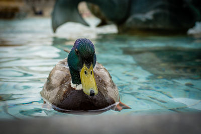 Close-up of duck on lake