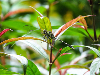 Close-up of insect on plant