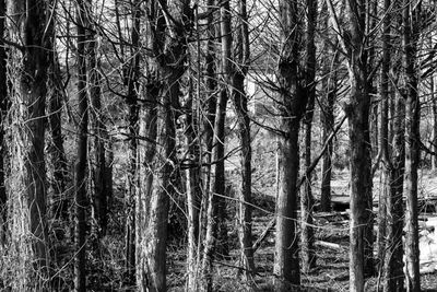 Bare trees in forest