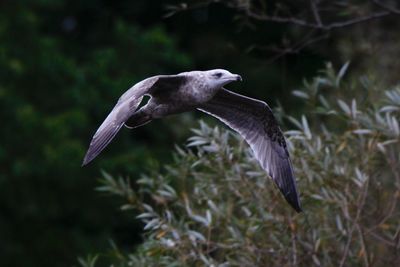 Close-up of a bird flying