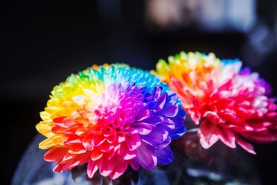 Close-up of colorful flowers