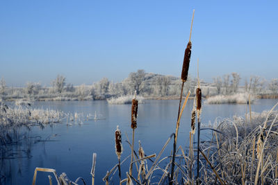 Scenic view of lake against clear sky