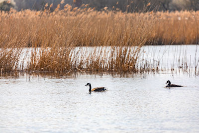 Two duck birds swimming in a lake