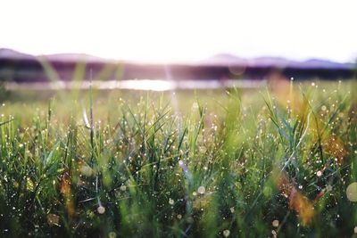 Plants growing on field