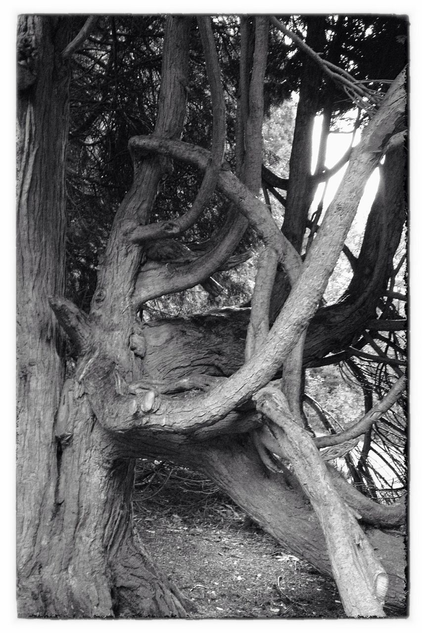 tree, transfer print, tree trunk, forest, wood - material, auto post production filter, growth, nature, branch, old, day, woodland, tranquility, root, outdoors, no people, close-up, wood, metal, fence