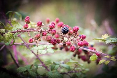 Close-up of pink berries on tree